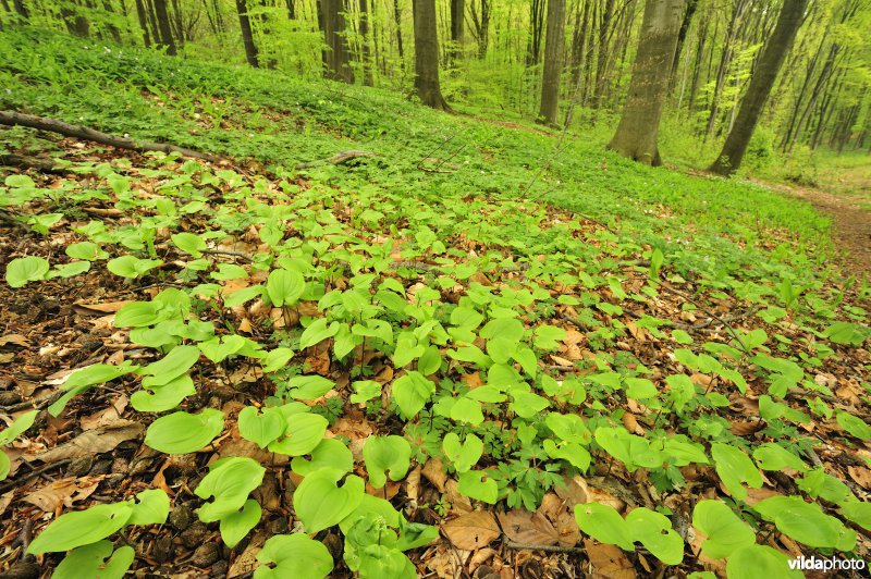Natuurreservaat Hogenbos