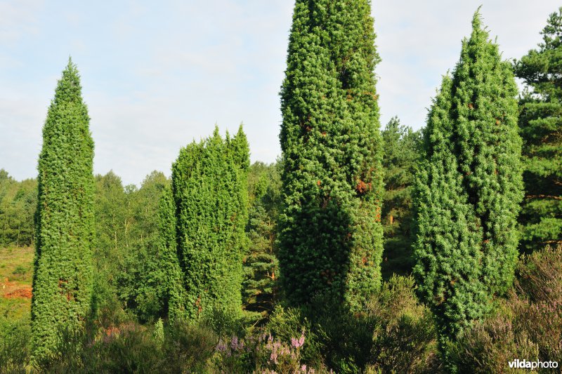 Jeneverbesstruiken op de Mechelse Heide