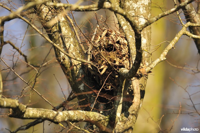 Nest van Rode eekhoorn