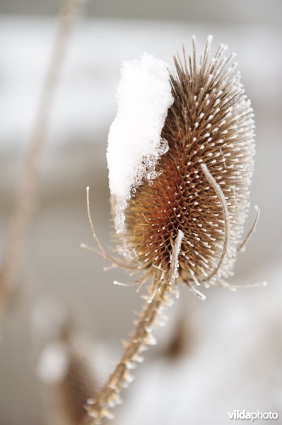 Winterse kaardebol