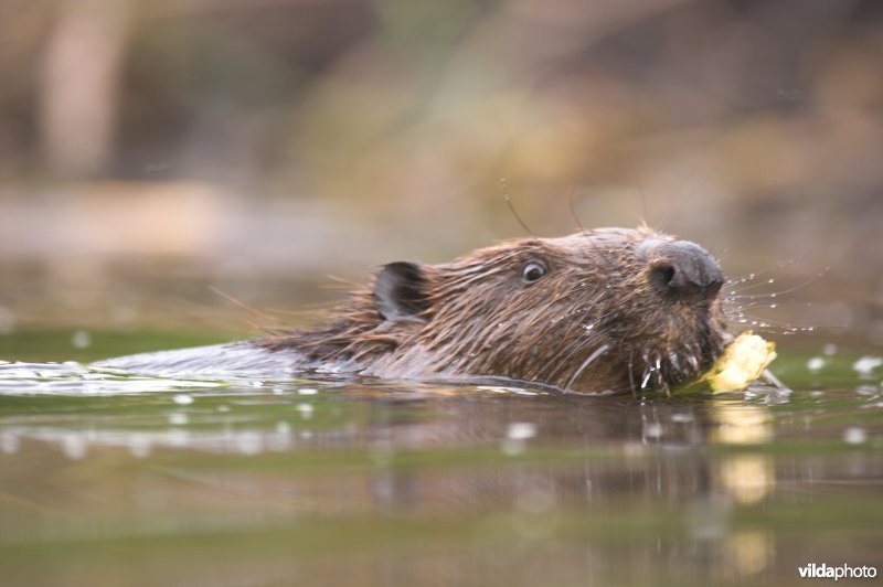 Zwemmende Bever