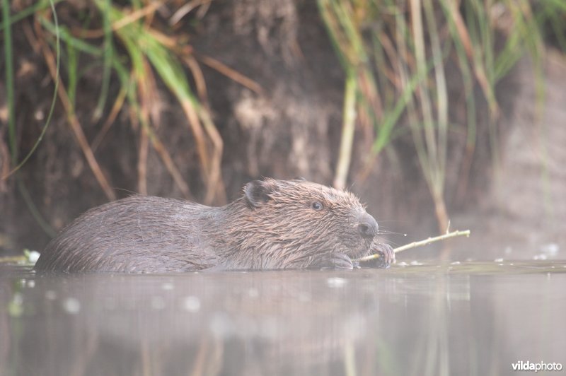 Bever