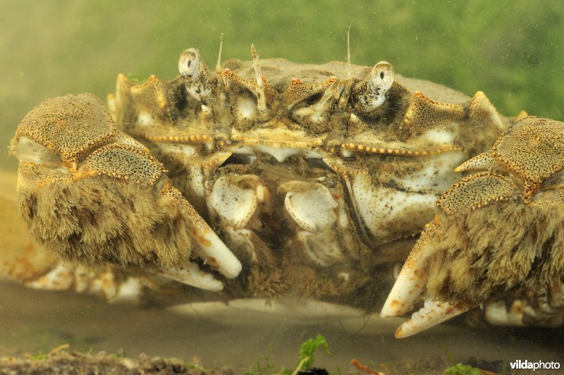 Chinese wolhandkrab