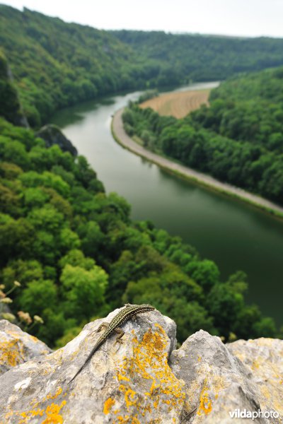 Muurhagedis op de rotsen van Freyr