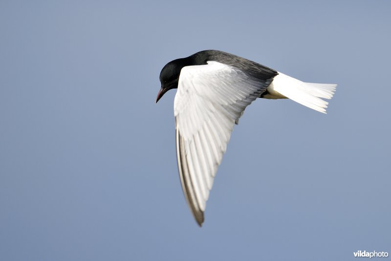 Vliegende Witvleugelstern