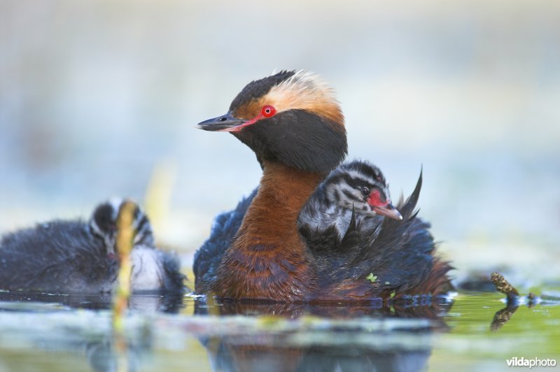 Kuifduiker met jongen