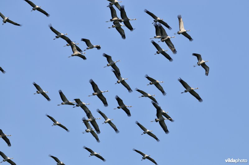 Kraanvogels in vlucht