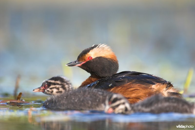 Kuifduiker met jongen