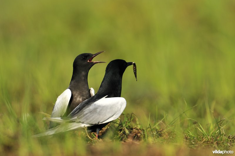 Koppeltje Witvleugelstern