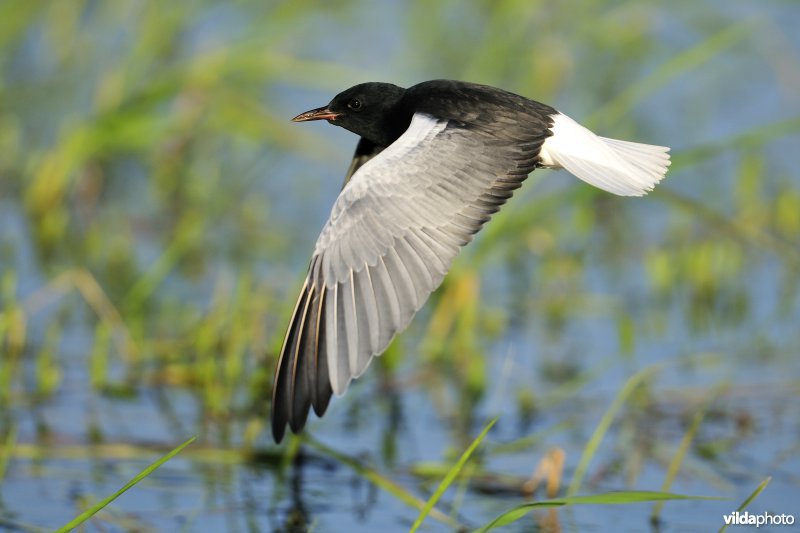 Vliegende Witvleugelstern