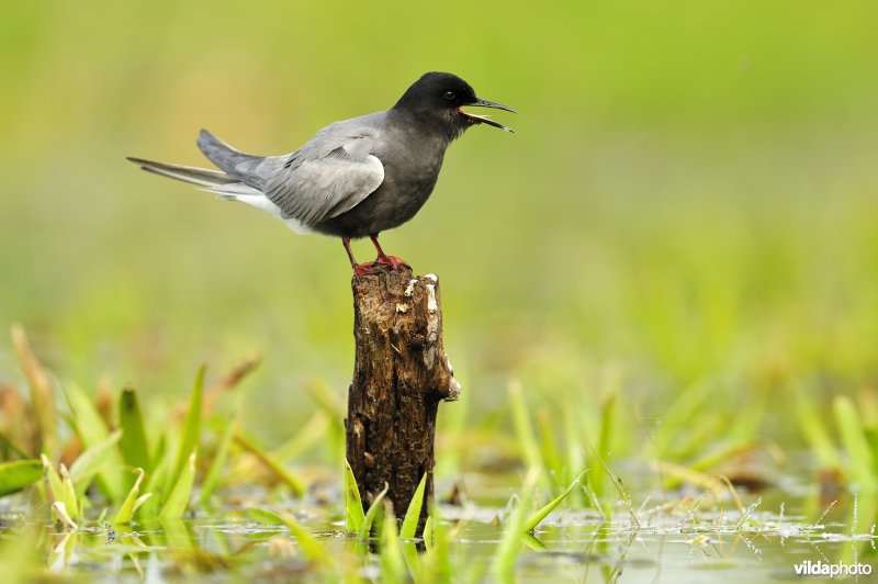 Zwarte stern tussen Krabbescheer