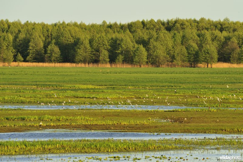 Vallei van de Biebrza