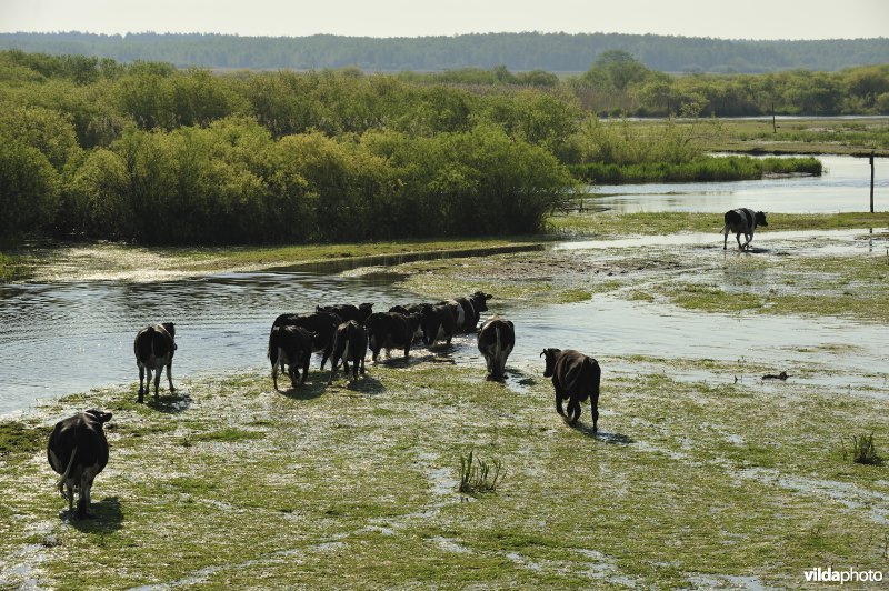 Vallei van de Biebrza