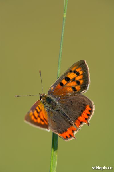 Kleine vuurvlinder