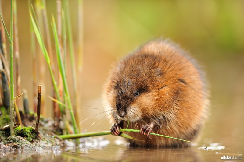 Muskusrat eet rietstengel