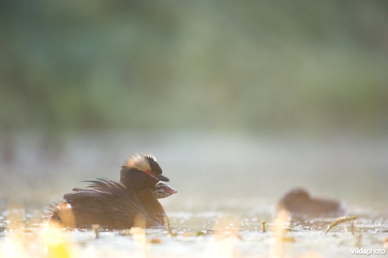 Kuifduikers in de ochtend