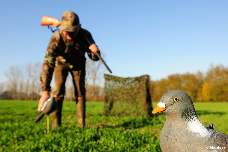 Jacht op houtduiven