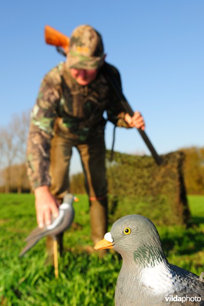 Jacht op houtduiven