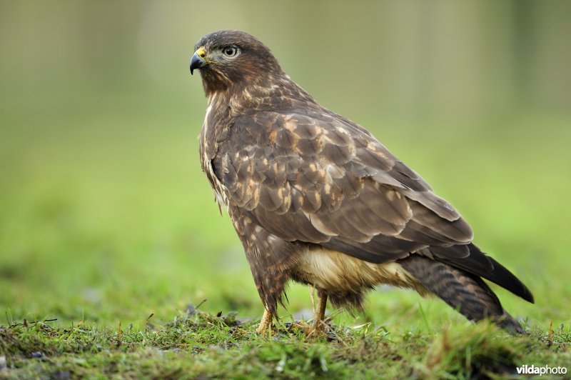 Buizerd