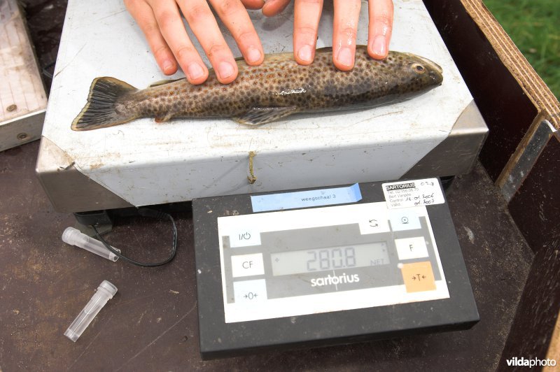 Opmeten van Beekforel