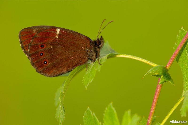 Boserebia