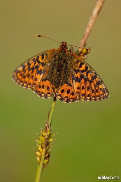 Veenbesparelmoervlinder