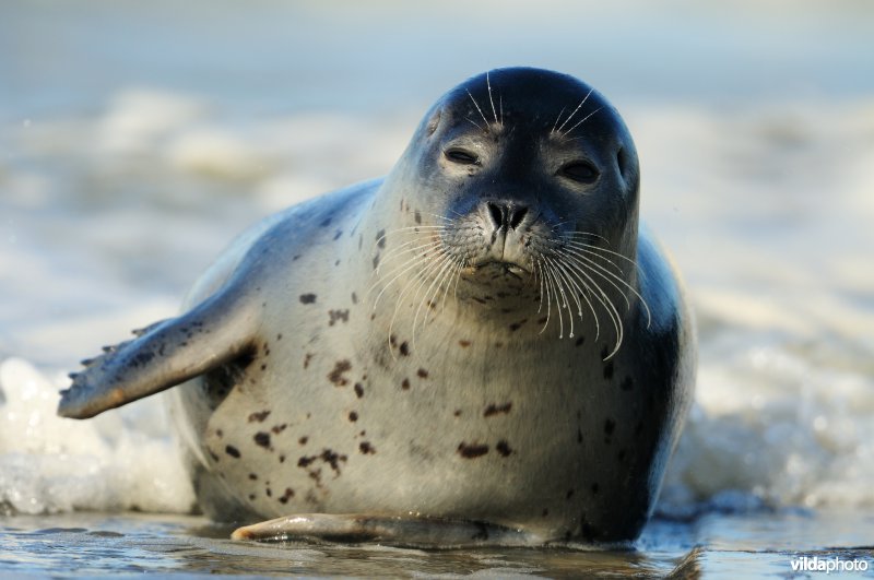 Gewone zeehond