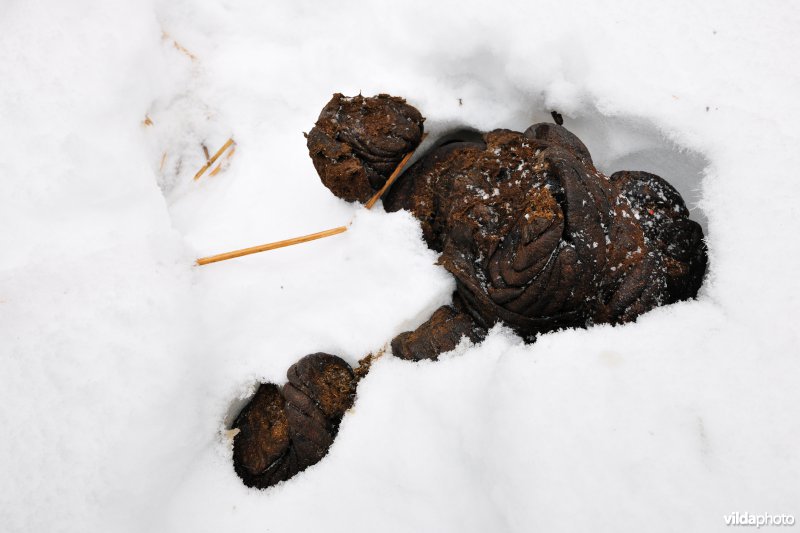 Sporen van Wisent