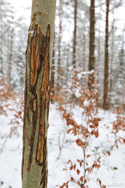 Veegsporen van Wisent