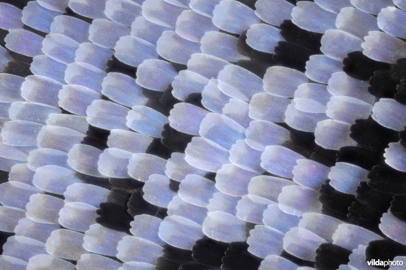 Vleugeldetail van Dagpauwoog