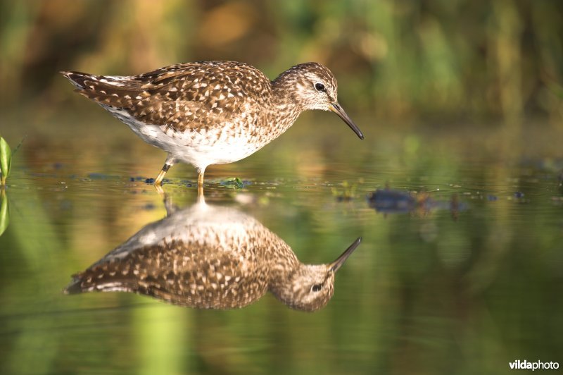 Fouragerende Bosruiter