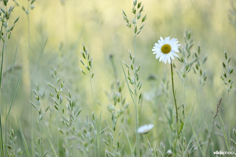 Margriet in bloemenweide van dravik