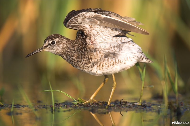 Bosruiter strekt vleugels