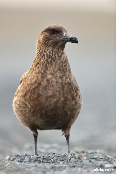 Grote jager