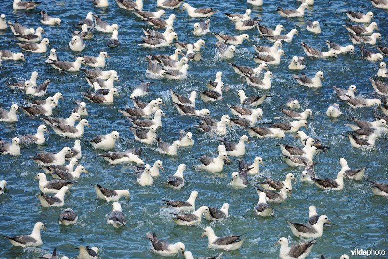 Noordse stormvogels op zee
