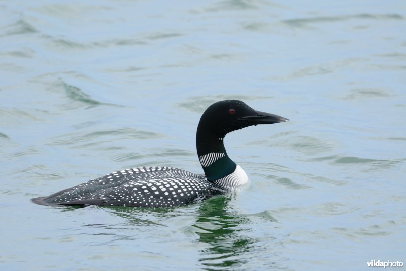 Ijsduiker in zomerkleed