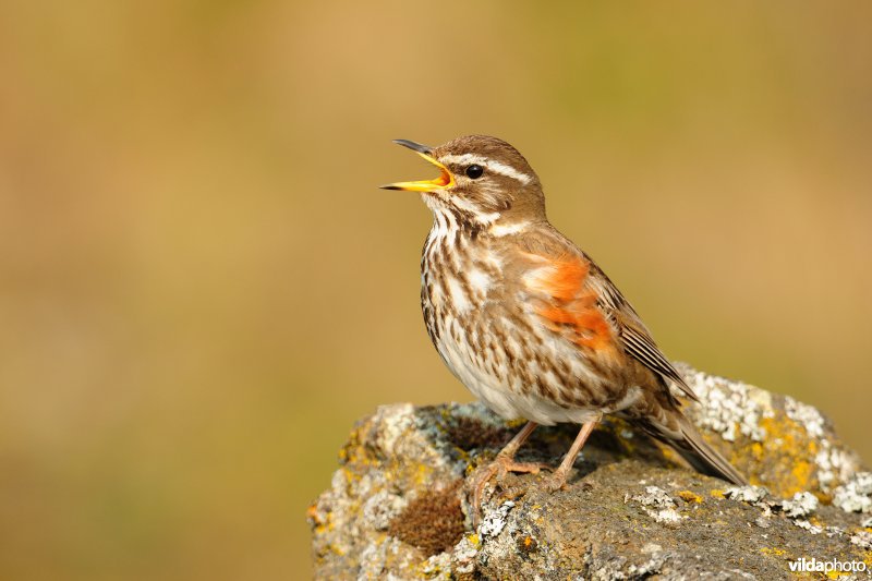 Zingende Koperwiek op lavarots