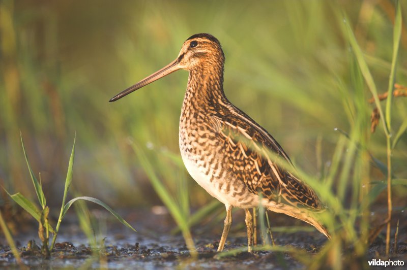 Watersnip checkt luchtruim op roofvogels