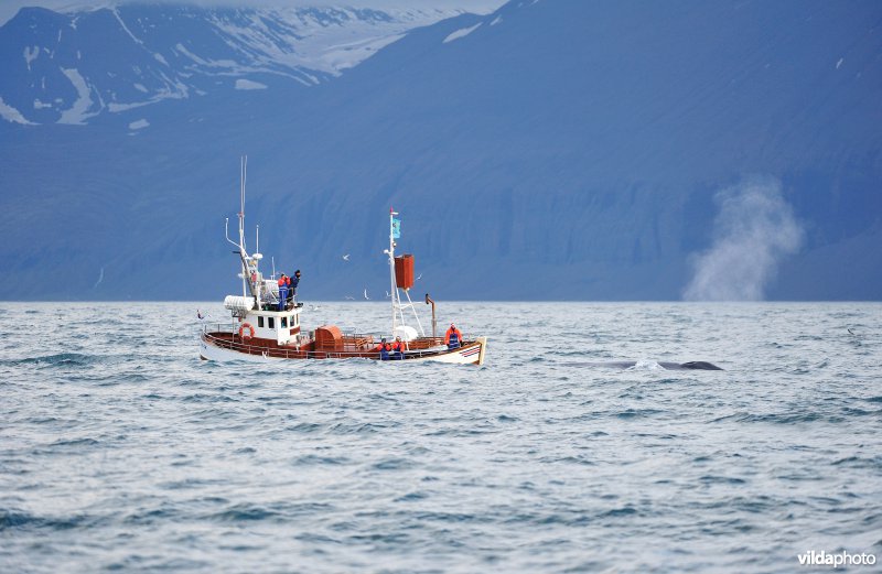 Walvistoeristen spotten Blauwe vinvis