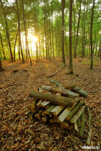 Brandhout in Makegemse bossen