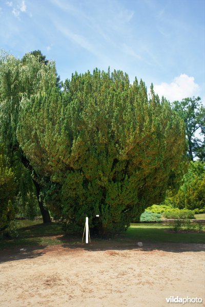 Taxus