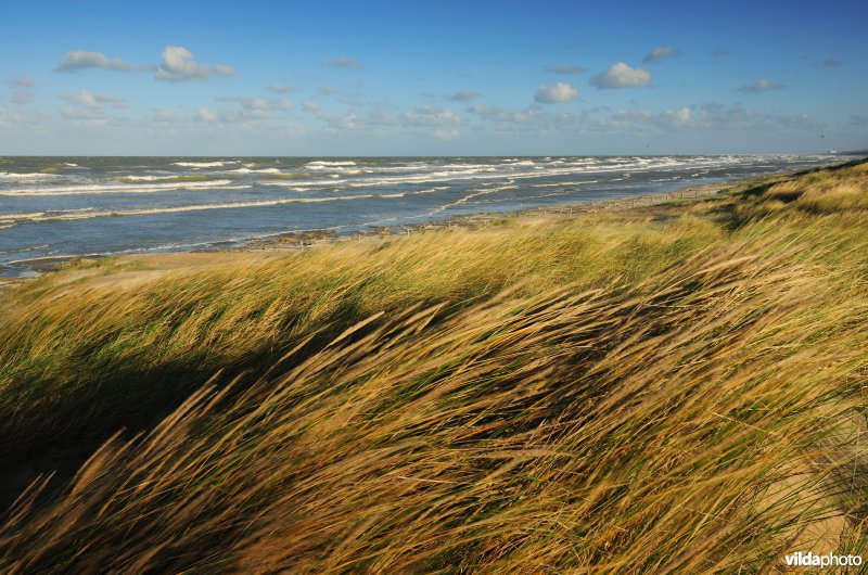 Natuurreservaat Zeebermduinen