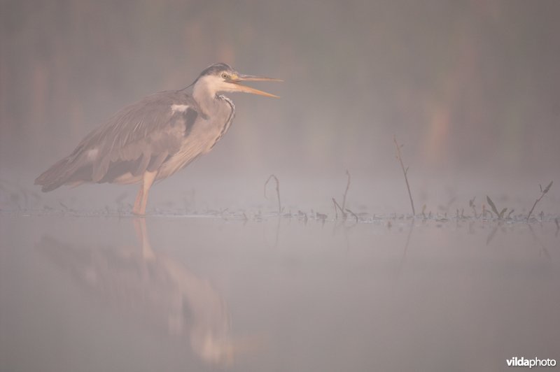 Blauwe reiger in mist