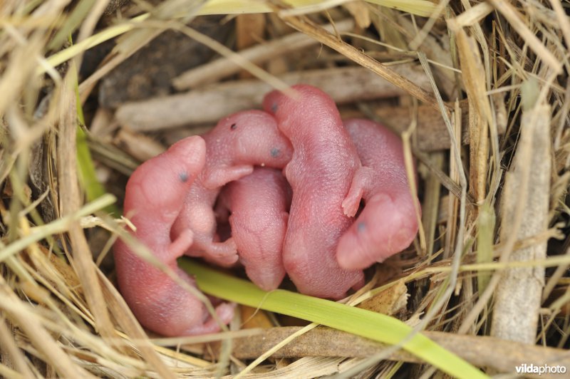 Bosspitsmuis