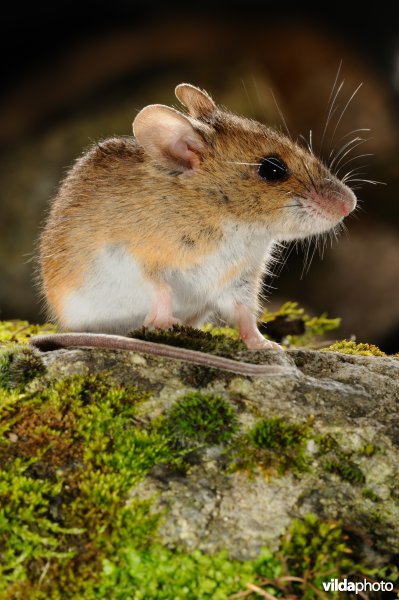 Alpenbosmuis