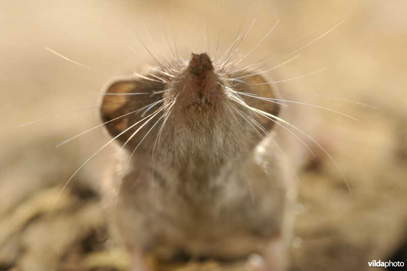 Tuinspitsmuis
