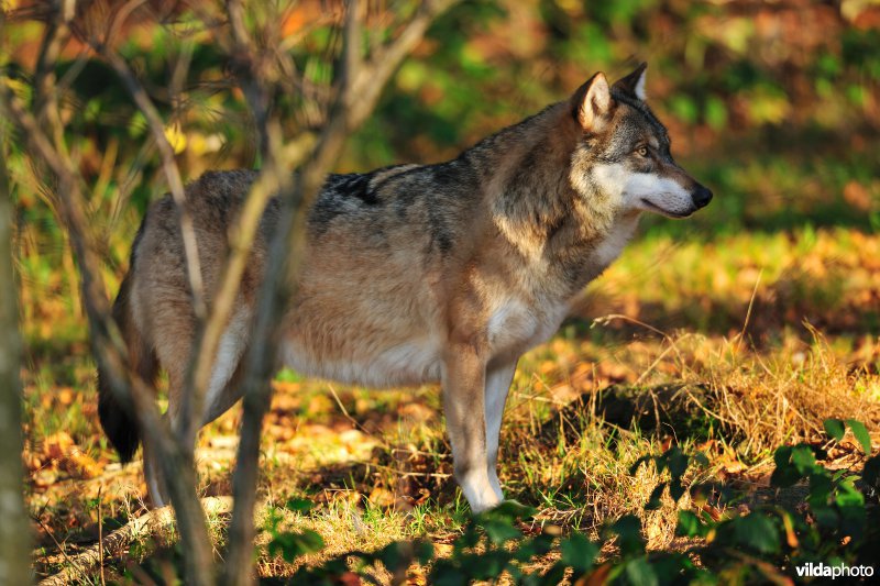 Wolf
