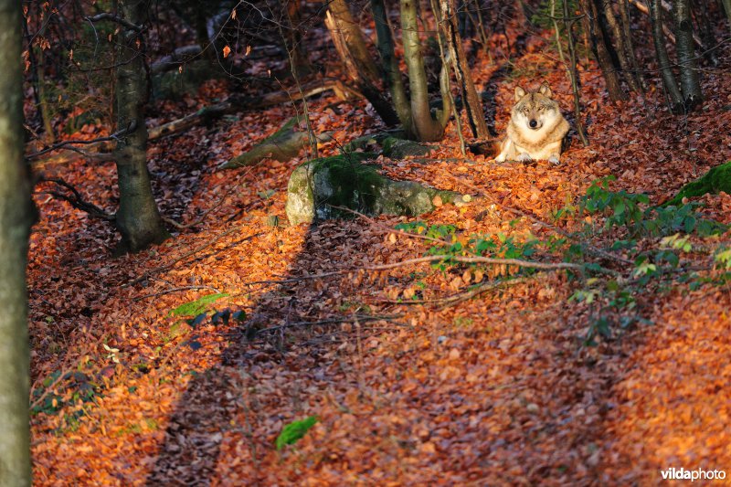 Wolf in het bos