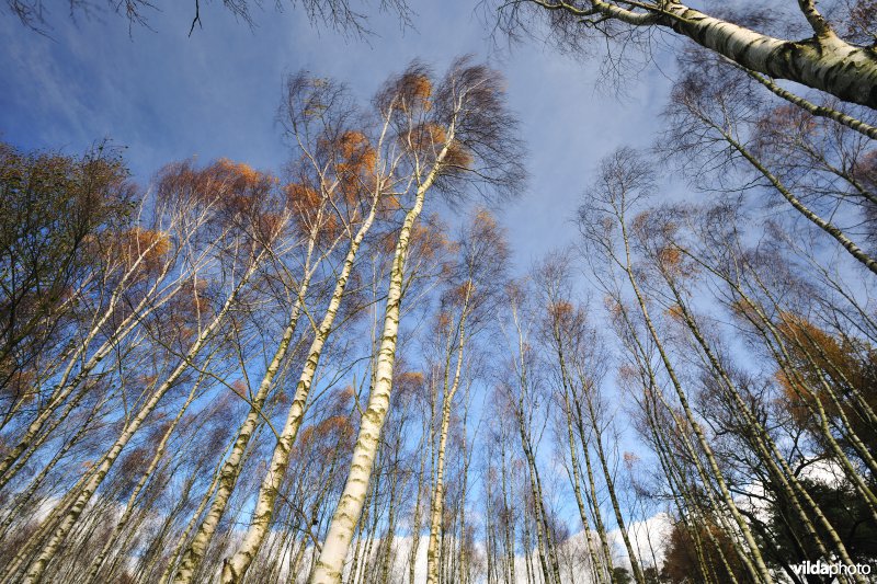 Berkenbos in Polen