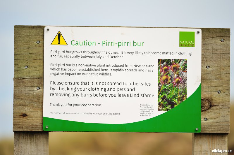 Waarschuwingsbord voor Pirri pirri stekelnootje